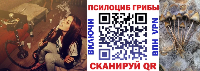 Купить  Елец  Псилоцибиновые грибы Cubensis 